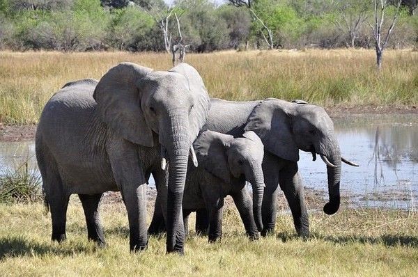 Eléphants