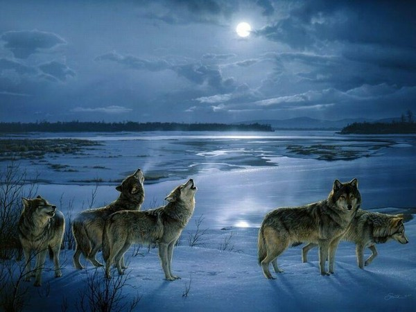 Loups