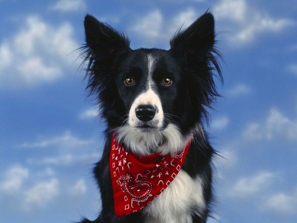 border collie