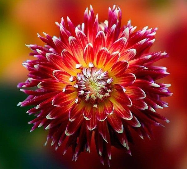 Magnifique dahlia