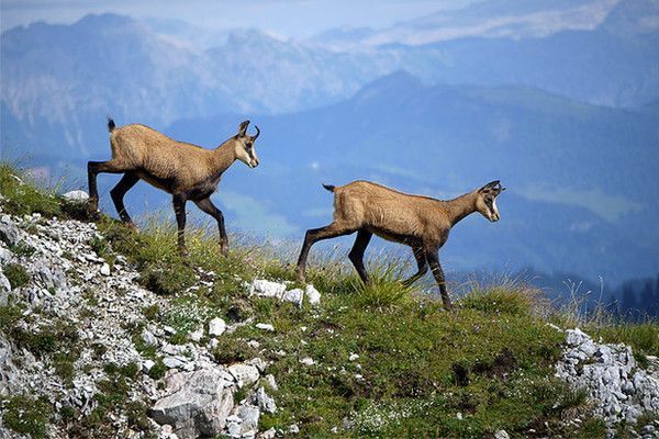 Chamois