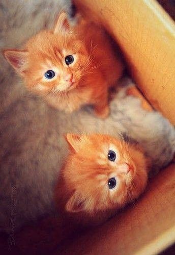 Chatons