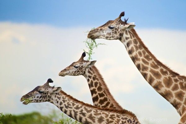 Photographie de Margot Raggett