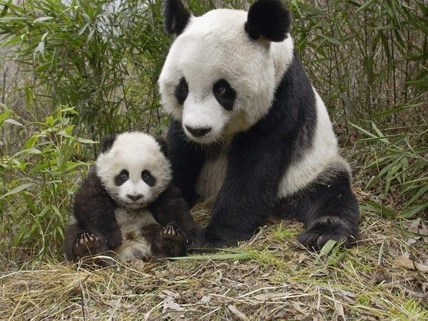 Maman panda et son petit