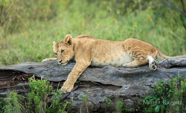 Photographie de Margot Raggett