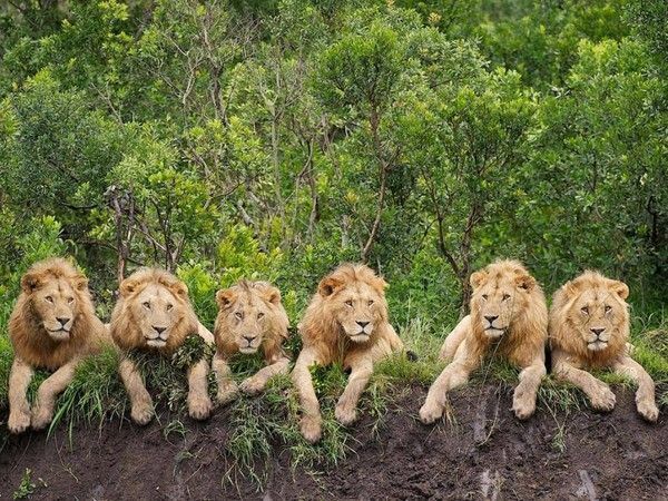 lions