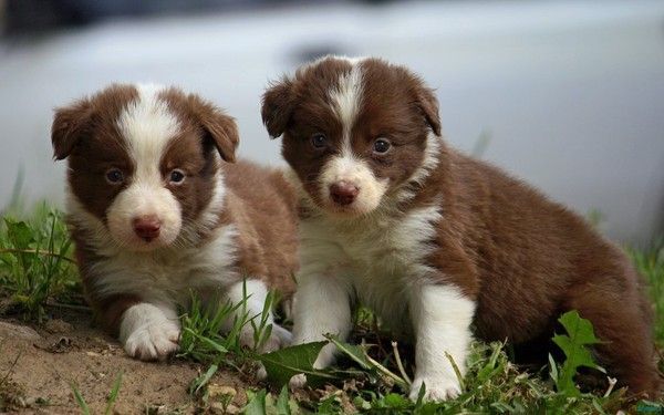 Chiots  border collie