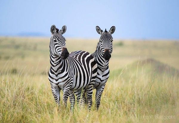 Photographie de Margot Raggett