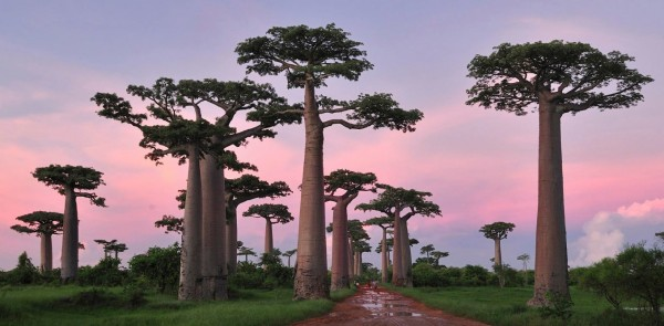 Baobabs