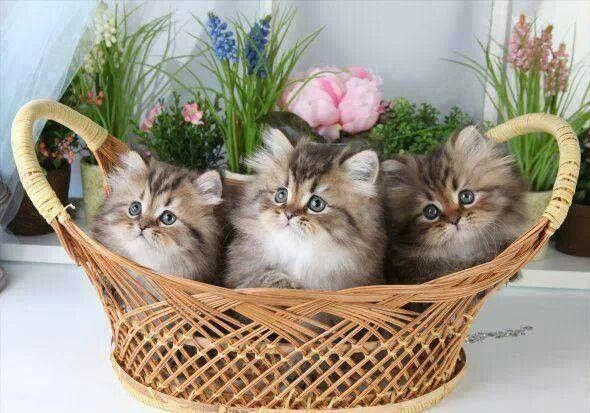 Chatons