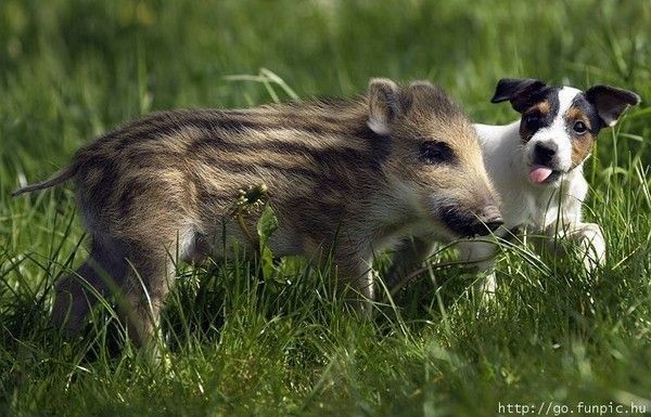 Chien et marcassin