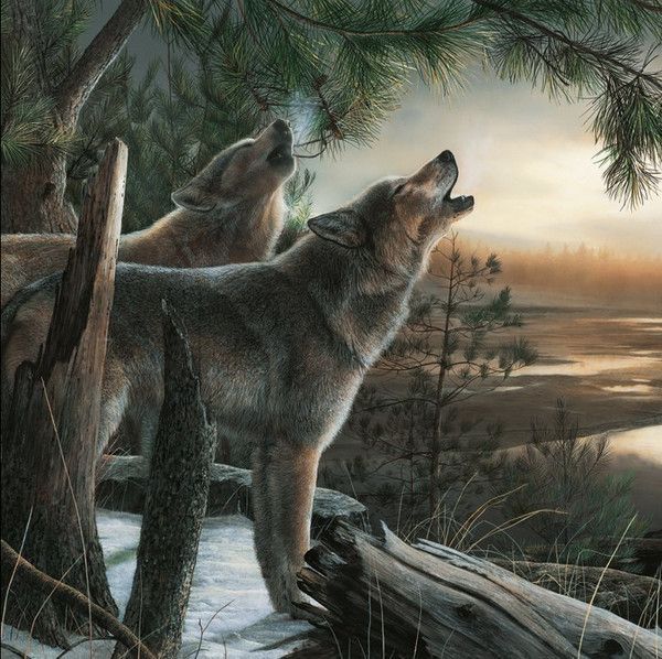 Loups