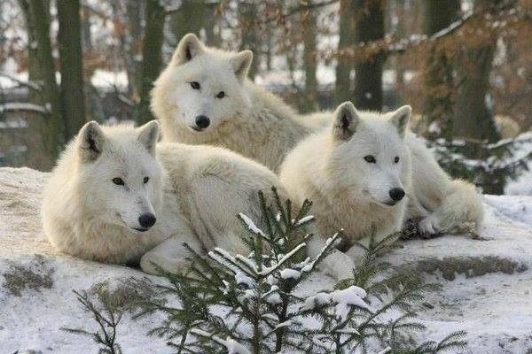 loups