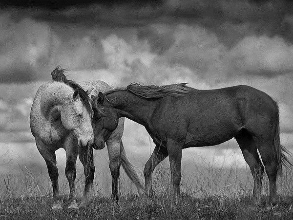 Noir et blanc