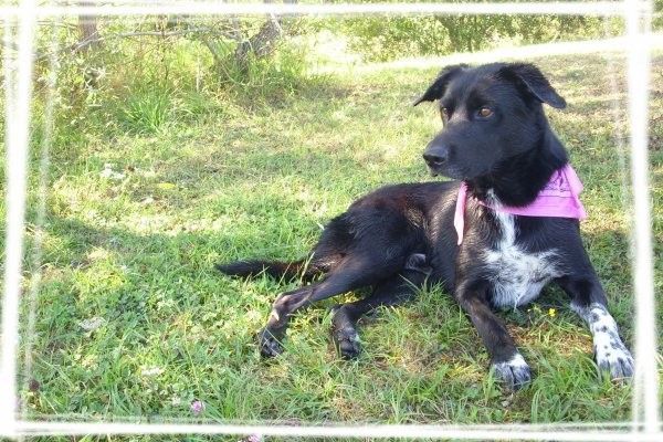 Border collie