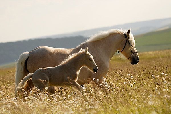 Chevaux