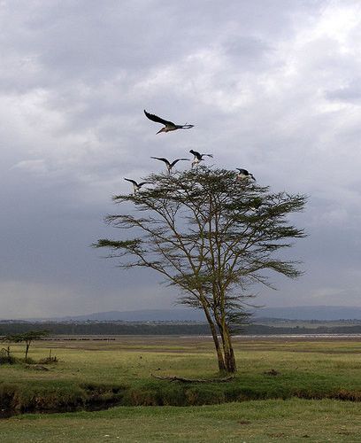 Lac Nakuru au Kenya