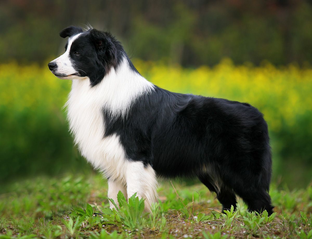 Border Collie Page 3 Border Collie Page 3
